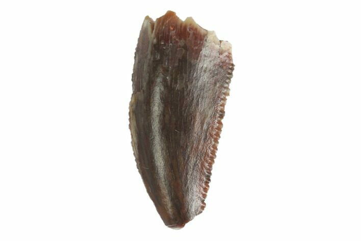 Bargain, Raptor Tooth - Real Dinosaur Tooth #144628